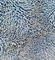 Túi vải sợi xanh Twisted 450gsm Lau 80% polyester 20% polyamide Vải